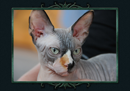 koty brytyjskie, sphinx